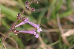 Salvia scabra