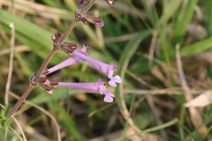 Salvia scabra