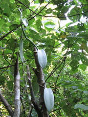 Vanilla planifolia