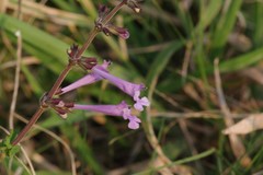 Salvia scabra