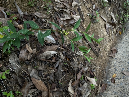 Wikstroemia lanceolata observed 2025-04-12