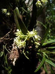 Scaphyglottis pachybulbon