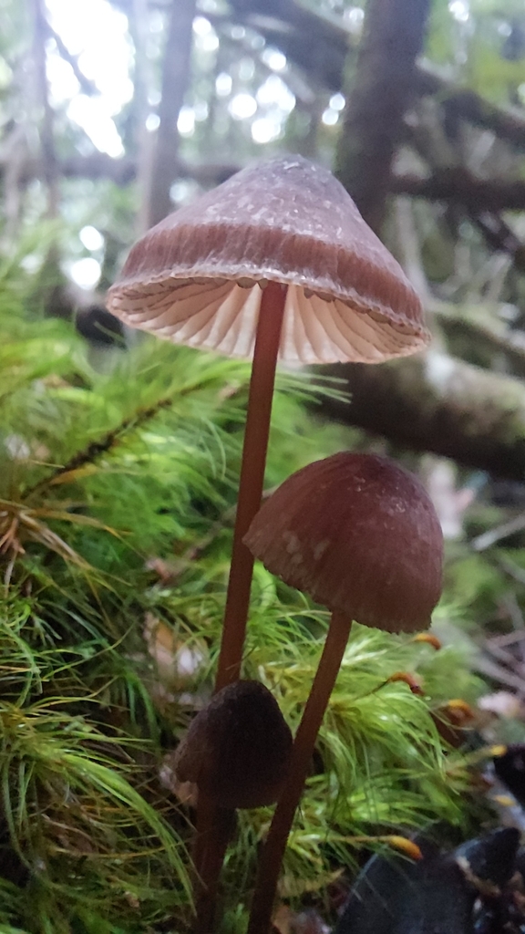 Mycena kuurkacea · April 2025 · photo: © tassietravelsblog (iNaturalist, cc0)