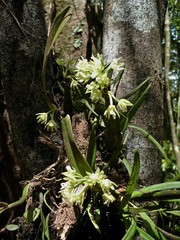 Scaphyglottis pachybulbon