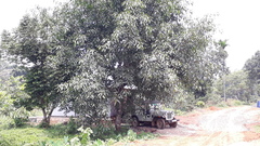 Ficus tsjakela