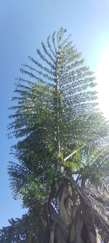 Caryota obtusa