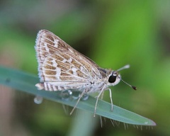 Taractrocera maevius