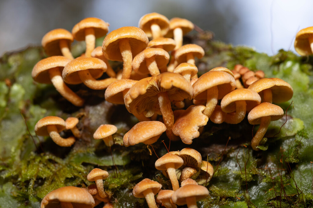 Hypholoma acutum · April 2025 · photo: © sebastiandoak (iNaturalist, cc-by)