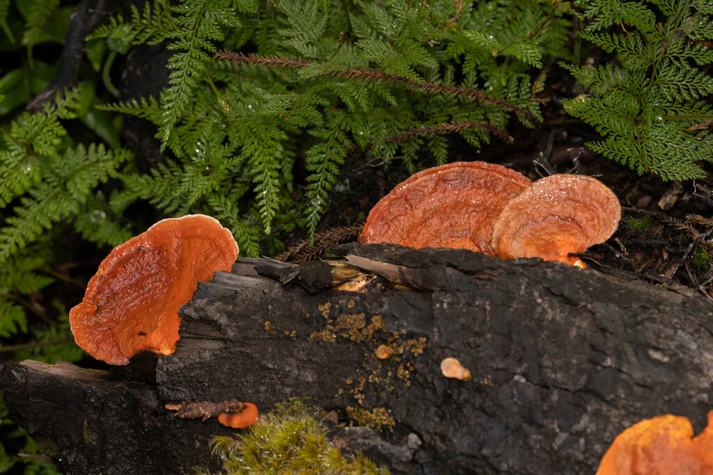 Trametes coccinea · April 2025 · photo: © sebastiandoak (iNaturalist, cc-by)