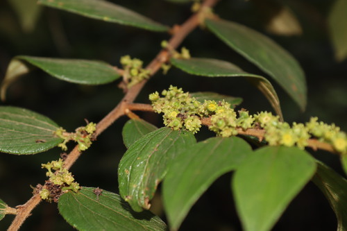 Image of Ziziphus oenopolia by (c) Vikas D Prasad, some rights reserved (CC BY-SA)