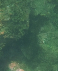 Cirrhitus rivulatus image