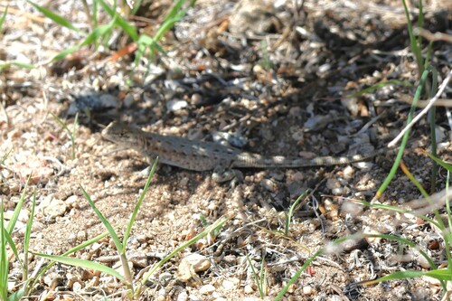 iNaturalist observation photo of Common Side-blotched Lizard