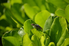 Anolis sagrei
