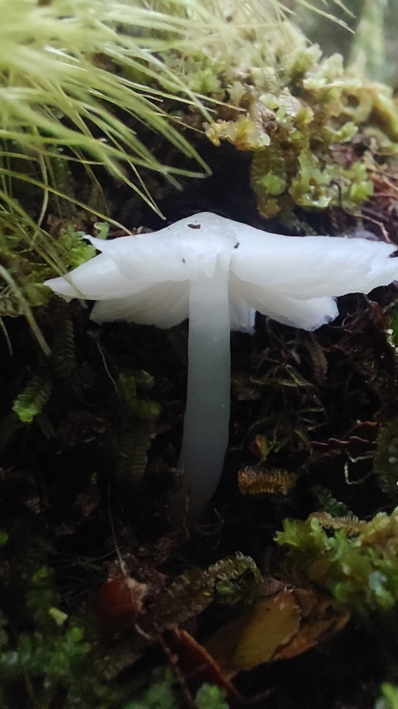 Humidicutis mavis · April 2025 · photo: © tassietravelsblog (iNaturalist, cc0)