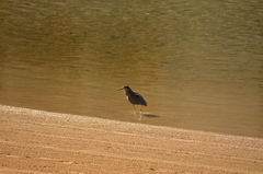 Nycticorax nycticorax