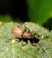 Sitona lineatus