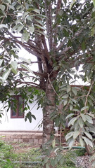 Ficus tsjakela