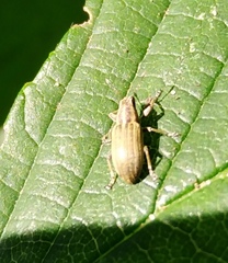 Sitona lineatus