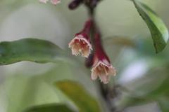 Alseuosmiaceae