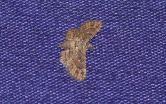 Lepidoptera
