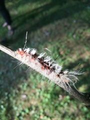 Acronicta impleta