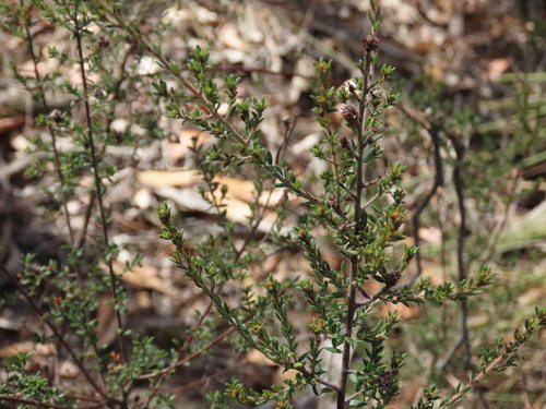 Image of Pultenaea gunnii by (c) Elspeth Swan, some rights reserved (CC BY)