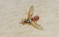 Bactrocera
