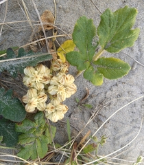 Glehnia littoralis leiocarpa