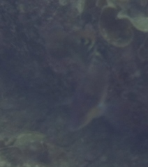 Halichoeres chierchiae