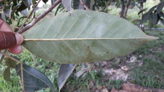 Ficus tsjakela