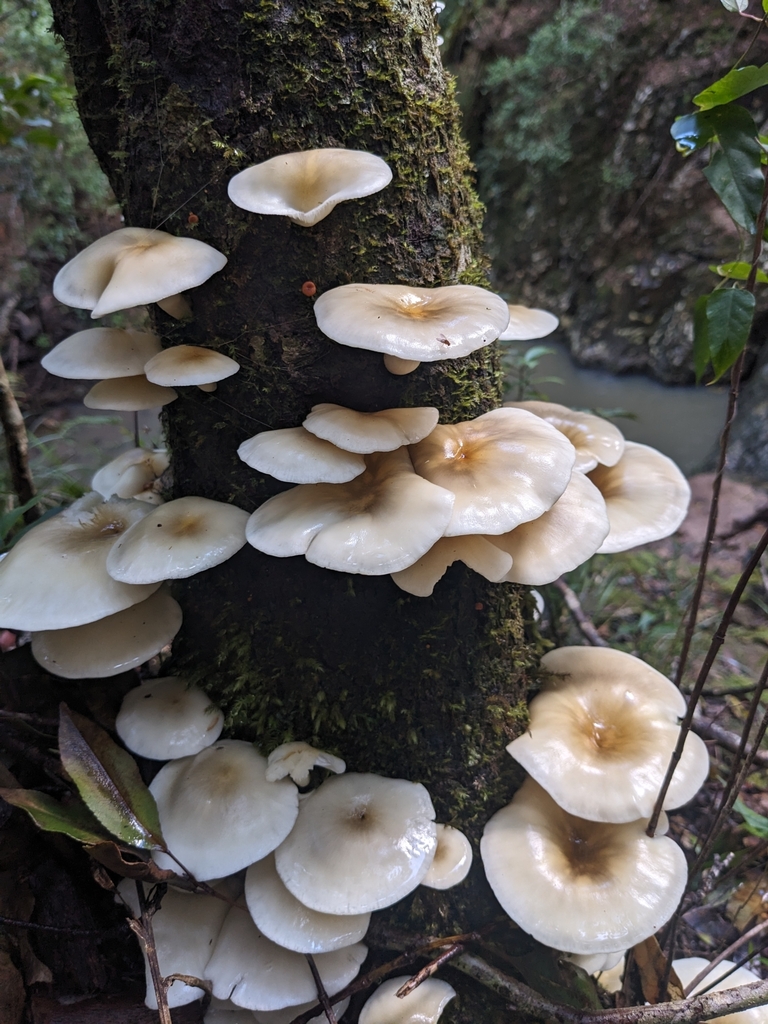 Omphalotus nidiformis · April 2025 · photo: © ratbagplant (iNaturalist, cc-by)