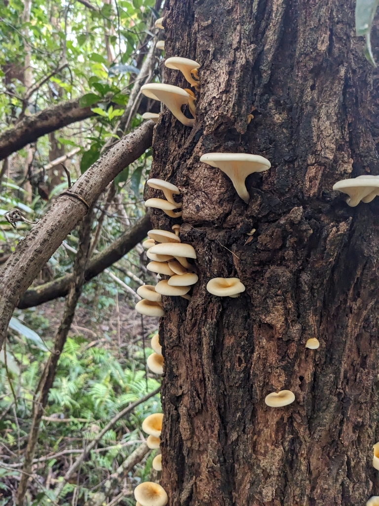 Omphalotus nidiformis · April 2025 · photo: © ratbagplant (iNaturalist, cc-by)