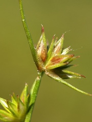 Juncus capitatus