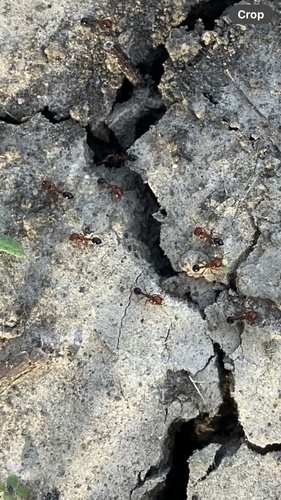 Monomorium rothsteiniMonomorium rothsteini