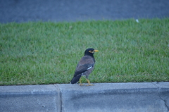 Acridotheres tristis