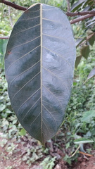 Ficus tsjakela