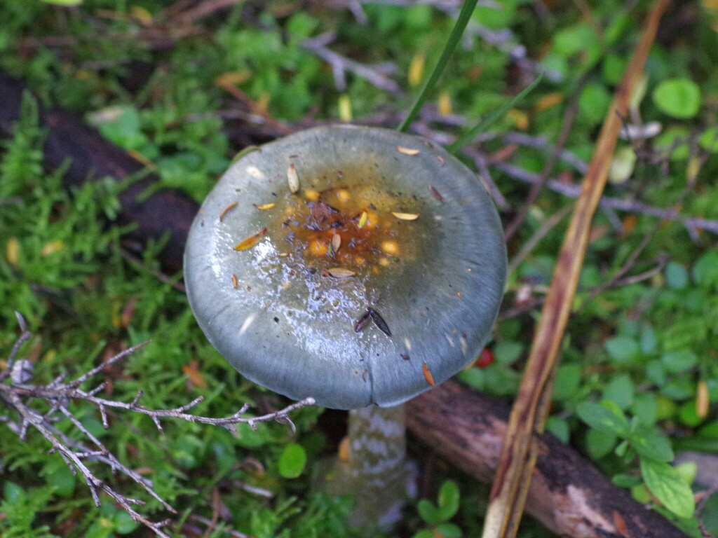 Cortinarius rotundisporus · April 2025 · photo: © hokonui (iNaturalist, cc-by)