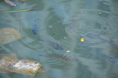 Sarotherodon melanotheron