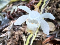 Thrixspermum formosanum