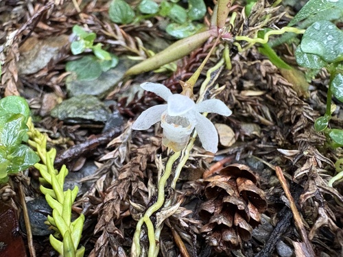 Thrixspermum formosanum, photograph 1