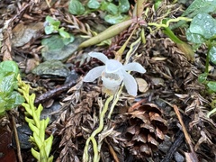 (c) 黃美滿, some rights reserved (CC BY) Thrixspermum formosanum, photograph (c) 黃美滿, some rights reserved (CC BY)