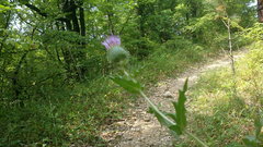 Cirsium laniflorum