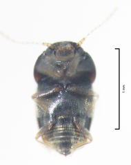 Ptiliodes amplicollis