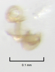 Ptiliodes amplicollis
