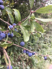 Prunus spinosa
