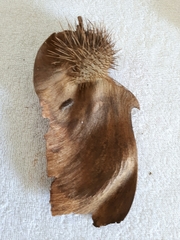 Centrolobium tomentosum