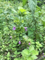 Ballota nigra