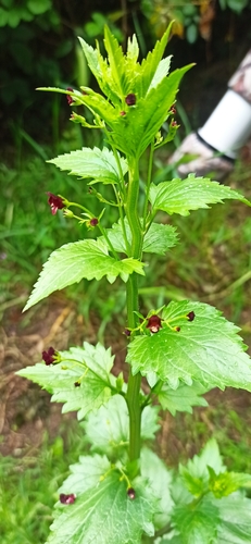 Nettle-leaved Figwort