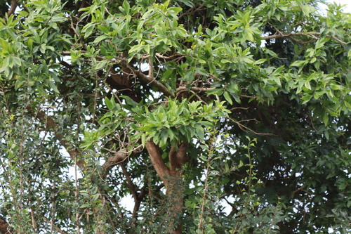 Image of Alangium salviifolium by (c) Vikas D Prasad, some rights reserved (CC BY-SA)
