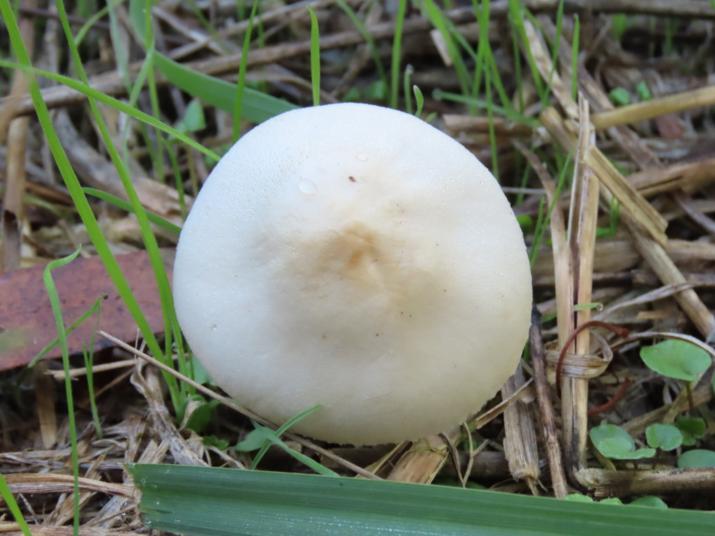 Leucocoprinus leucothites · April 2025 · photo: © cygnet (iNaturalist, cc-by)